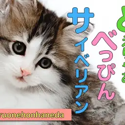 【 サイベリアン 】将来有望なロシアキャットの女王様!トリコロールサイベリアン降臨