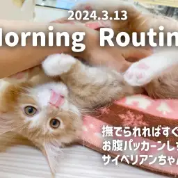 【 サイベリアン成長ログ 】濃厚スキンシップのモーニングルーティーンをご紹介!