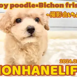 【 ビションプー成長ログ 】私ね撮影会をしたの！みんな見てねっ！！