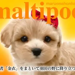 【 MIX マルプー 】超濃厚アプリコットカラーをまとった美少女の特徴をご紹介!