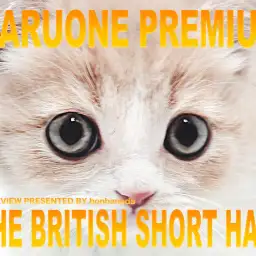【 ブリティッシュショートヘア 】良血統のDNAを受け継いだプレミアムニャンコ!