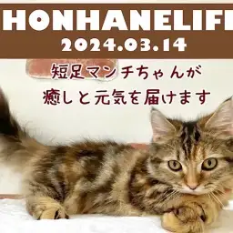 【 マンチカン成長ログ 】短足マンチちゃんが今日も癒しと元気をお届けします!