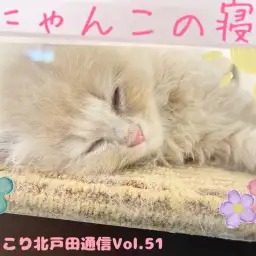 【 ほっこり北通Vol.51 】寝方紹介〜にゃんこ編〜