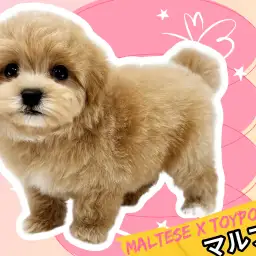 【 デビューブログ 】入店2日目！マルプーちゃんのファーストインプレッション！