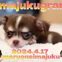 【 イマジュクグラム 】生後2ヶ月で703g!チョコクリームカラーの男の子登場!