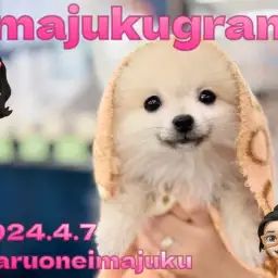 【 イマジュクグラム 】特技はへそ天!超絶甘えん坊なたぬきポメの女の子!