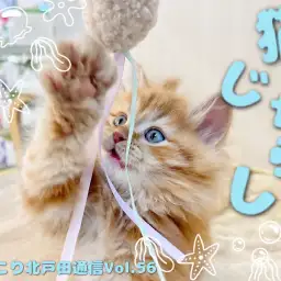 【 ほっこり北通vol.56 】ラガマフィンくんの肉球パンチ!