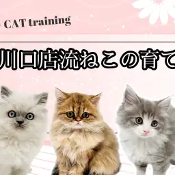 【 ねこの育て方 】性格良い子を多数輩出!東川口店流の猫ちゃんの育て方大公開!