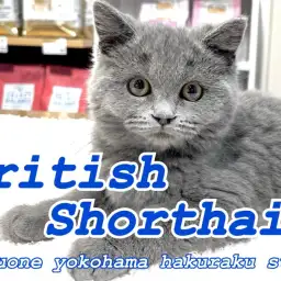 【 ブリティッシュショートヘア 】少し成長した姿をお届け！まん丸にゃんこ成長記録