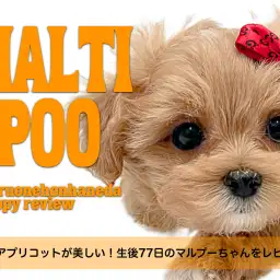 【 マルプー 】究極のアプリコットが美しい!生後77日のマルプーちゃんをレビュー!