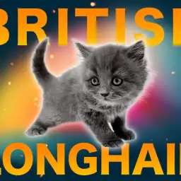 【 ブリティッシュロングヘア 】激レアにゃんこが大倉山店に初登場！！