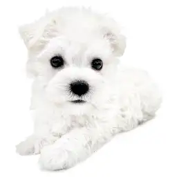 MIX（マルチーズ×ミニチュアシュナウザー）