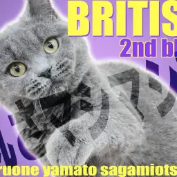 【 ブリティッシュショートヘア 】癒しのむっちりフォルム!愛されボディに成長中!