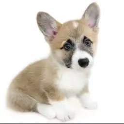 ウェルシュコーギーペンブローク