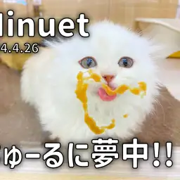 【 ミヌエット成長ログ 】ちゅーるを夢中でペロペロ!可愛いベロを刮目せよ!