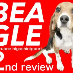 【 ビーグル 】皆の心を満たすから私のお腹を満たしてね！元気担当ビーちゃんです！