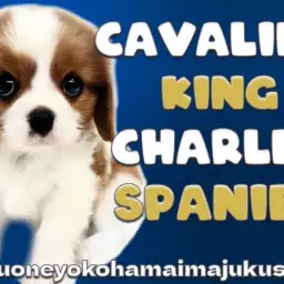 【 キャバリア 】目ヂカラ最強の癒し系!ブレンハイムの男の子が聖地に降臨!