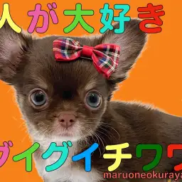 【 チワワ 】物怖じしない性格の優しいチョコタンカラーの女の子！