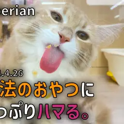 【 サイベリアン成長ログ 】魔法のおやつにどっぷりハマる。