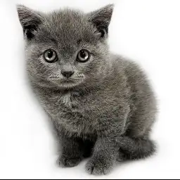 ブリティッシュショートヘア