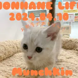 【クリームマンチカン成長ログ】お部屋であそぼ!