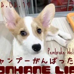 【 コーギー成長ログ 】シャンプーがんばったよ!コギたん編