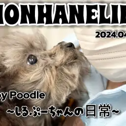 【 トイプードル成長ログ 】お手入れは余裕のヘソ天スタイル！