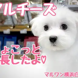 【 マルチーズ 】落ち着きと元気さを兼ね備えた純白の天使の成長記録!