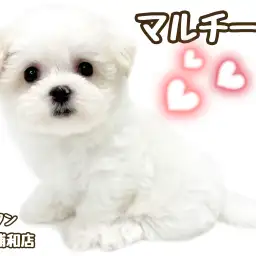 【 マルチーズ 】最強ベビーフェイス遺伝子を受け継いだプリンセス登場！