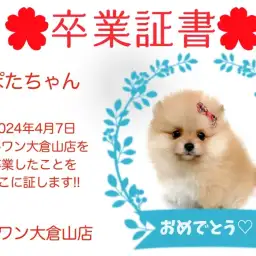 【 卒業証書 】ぽぽたちゃん卒業おめでとう!!スタッフママより愛を込めて!