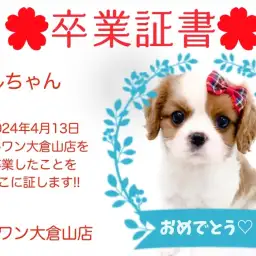 【 卒業証書 】ベルちゃん卒業おめでとう!!スタッフママより愛を込めて!