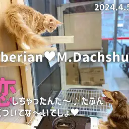 【 ダックス成長ログ 】だっちゃん恋しちゃったんだ〜!お相手は・・・