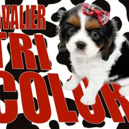 【 キャバリア 】美しいトライカラー!力強さのある瞳が光輝く!!