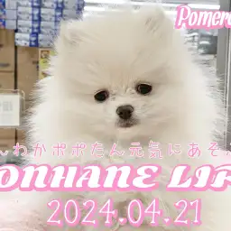 【ポメラニアン成長ログ】ほんわかポポたん元気に遊ぶよ!