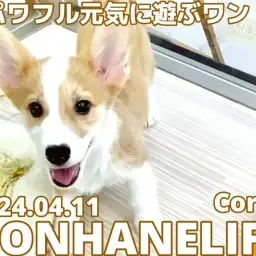 【 コーギー成長ログ 】全力全開!パワフル元気に遊ぶワン!