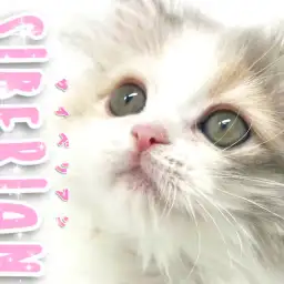 【 サイベリアン 】儚げな美しさを持つダイリュートキャリコキャット！