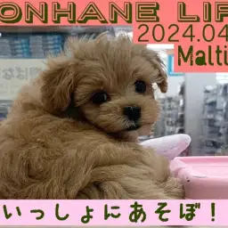 【 マルプー成長ログ 】一緒にあそぼ!カメラにドアップを仕掛けるの巻!