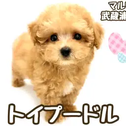【 トイプードル 】短いマズルとタレ目が可愛い小さめサイズの男の子が埼玉に登場!