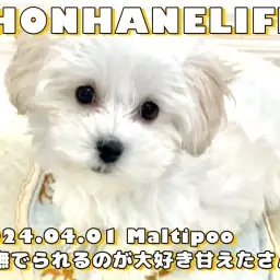 【 マルプー成長ログ 】撫でられるのが大好きな甘えたマルプーちゃん!