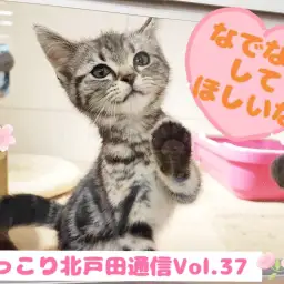 【 ほっこり北通Vol.37 】フミフミ撮影に気づいて甘えてくるアメショちゃん