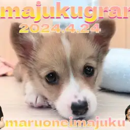 【 イマジュクグラム 】胴長短足の桃尻が魅力のコーギーの女の子が横浜に降臨した件