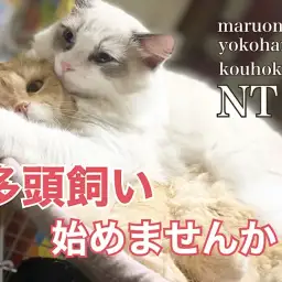 【 お役立て情報 】猫さんの多頭飼いのポイントを教えちゃいます!