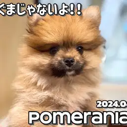 【 ポメラニアン成長ログ 】今日も全力で可愛いさMAX!オレンジポメちゃん