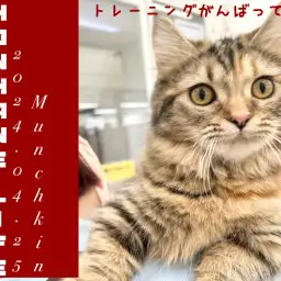 【 マンチカン成長ログ 】今日もお外で大運動会!トレーニングって楽しいよ!