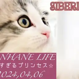 【 サイベリアン成長ログ 】美しさに磨きがかかるプリンセス!