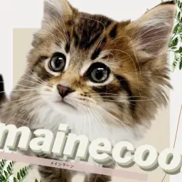 【 メインクーン 】圧倒的飼いやすさ!心優しきジェントルマンが癒しをお届け