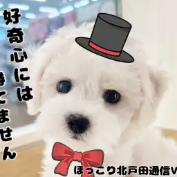 【 ほっこり北通Vol.41 】ビションちゃんとカメラ