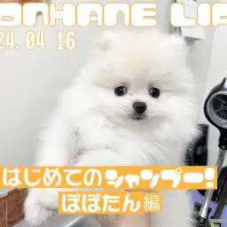 【 ポメラニアン成長ログ 】ぽぽたんはじめてのシャンプー!
