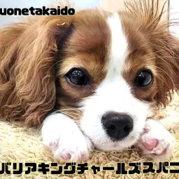 【 キャバリアキングチャールズスパニエル 】社交性抜群!温厚なブレンハイム女子!