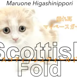 【 スコティッシュフォールド 】のんびり女子のマイペースな毎日を一緒に。